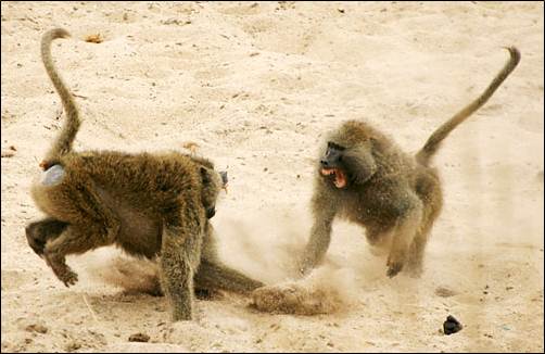 Baboon fight