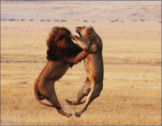 Fighting lions